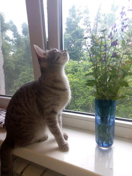 Кошечка молодая 7 месецев