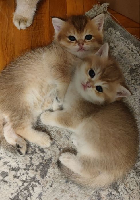 Продаётся британский котят