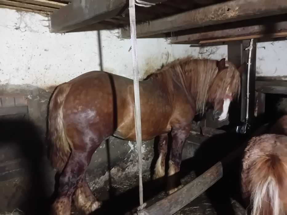 Vând armăsar de 4 ani