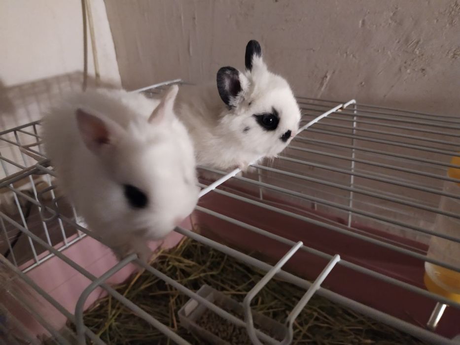 dekarativni  karlik quyonlar 300somdan