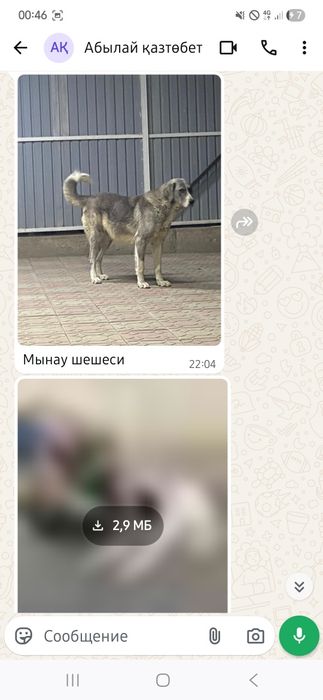 Қазақы төбет күшік
