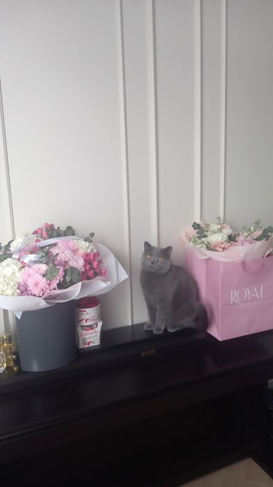 Британский кот в добрые руки