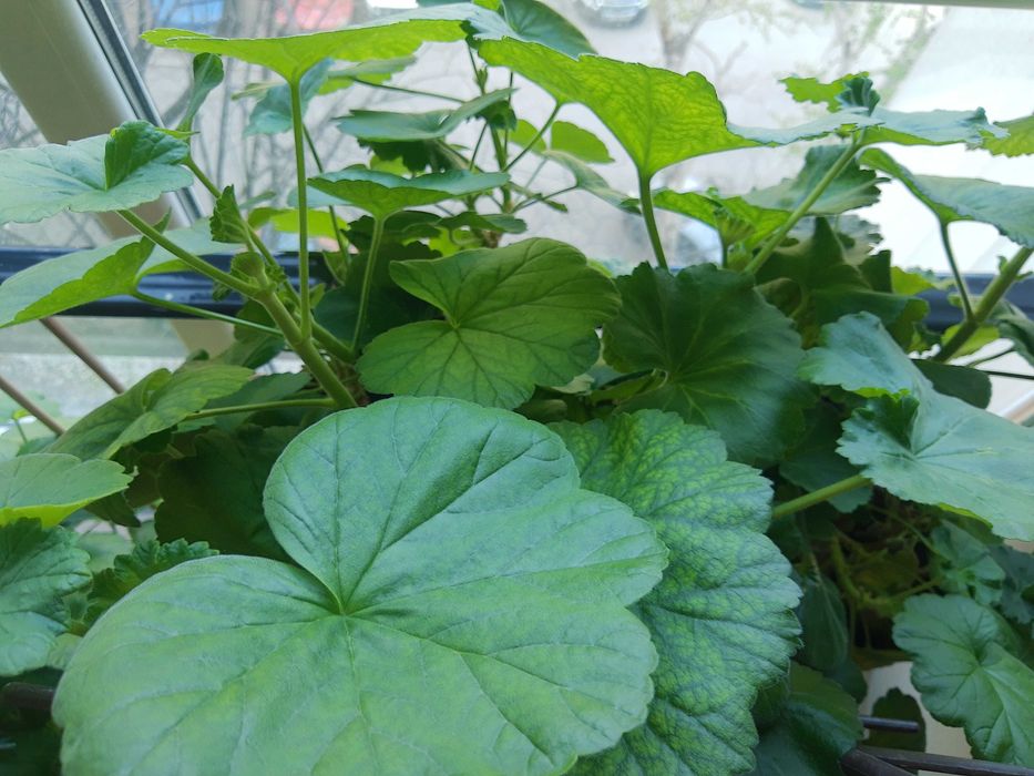 Мушкато,големи ,отгледани в саксия,Последни бройки,намалени 50лв,