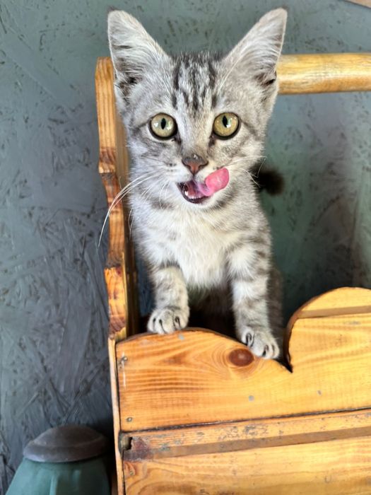 Котёнок мальчишка