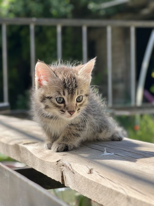 Котята 3 мальчика