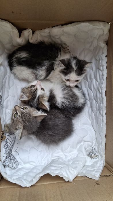 Отдам котят $$$$