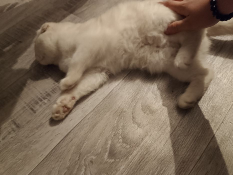 Кошка вихаустая продам