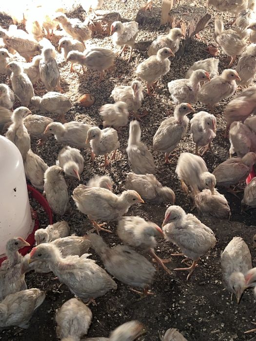 Жўжалар несушка ва лемон сенди