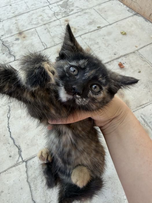 Отдам котят в добрые руки