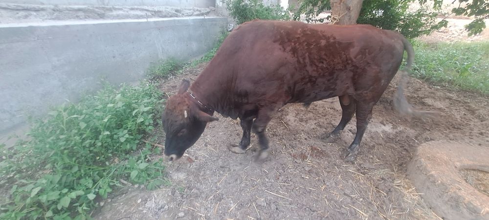 Пародный кал шох зотлардан