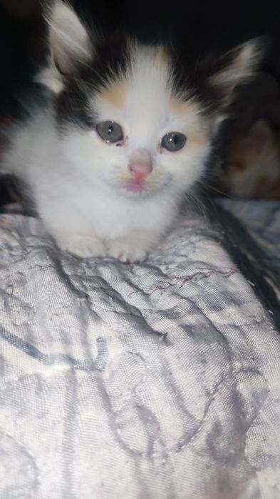 Котята, отдам даром