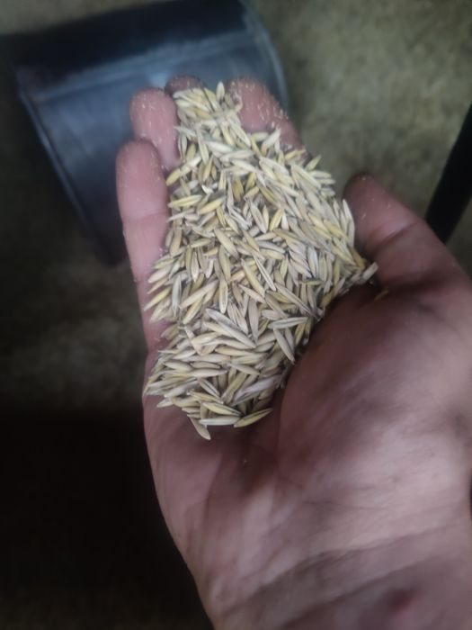 Ovaz, orzoaica de primavara, grau, porumb recolta 2025