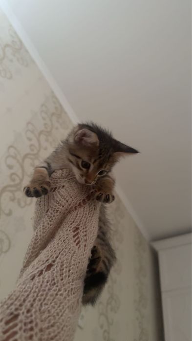 отдаем кошку бесплатно