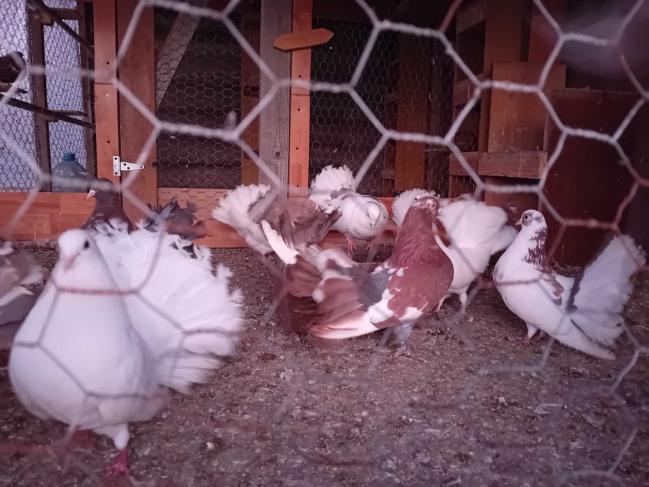 Vand porumbei  curcani voltati