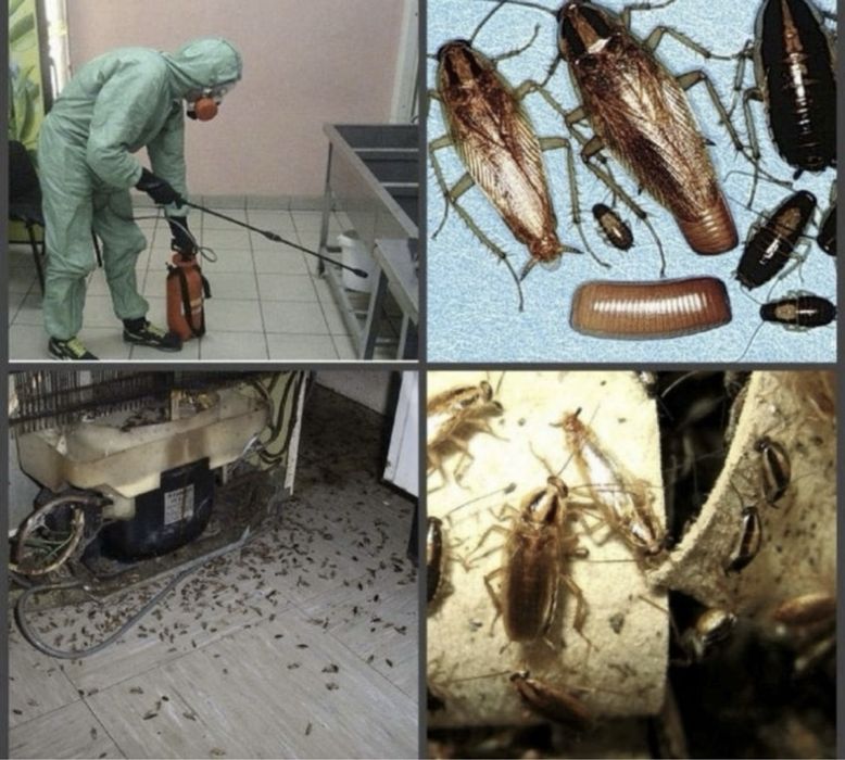 Дезинфекция помещение тараканы термиты
