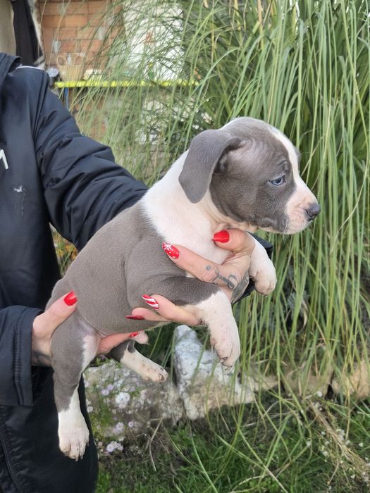 Американско Були[American Buly]