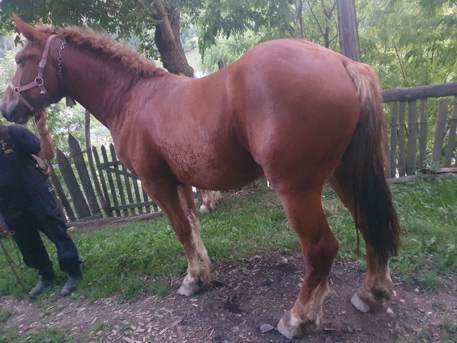 Mânz schimba casa