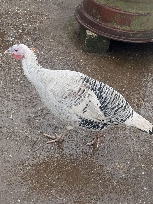 Vând curcă și curcani