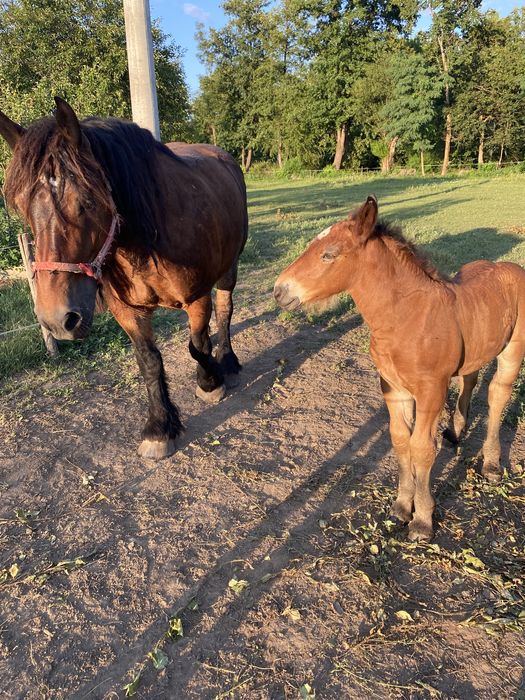 Iapa ardeneza si manz