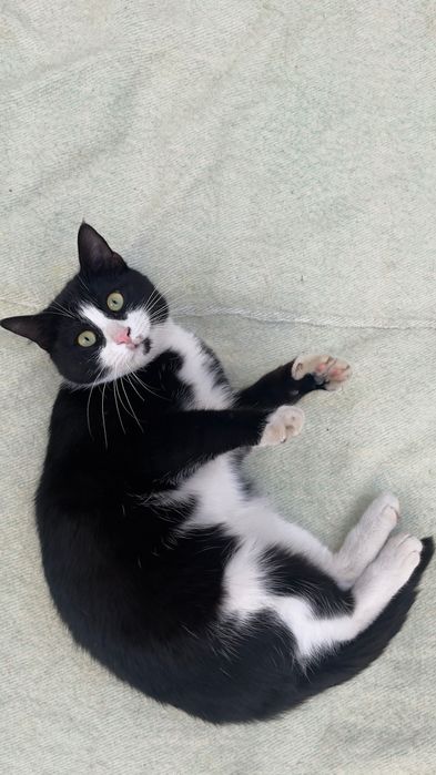 Кот Феликс уволен с работы.