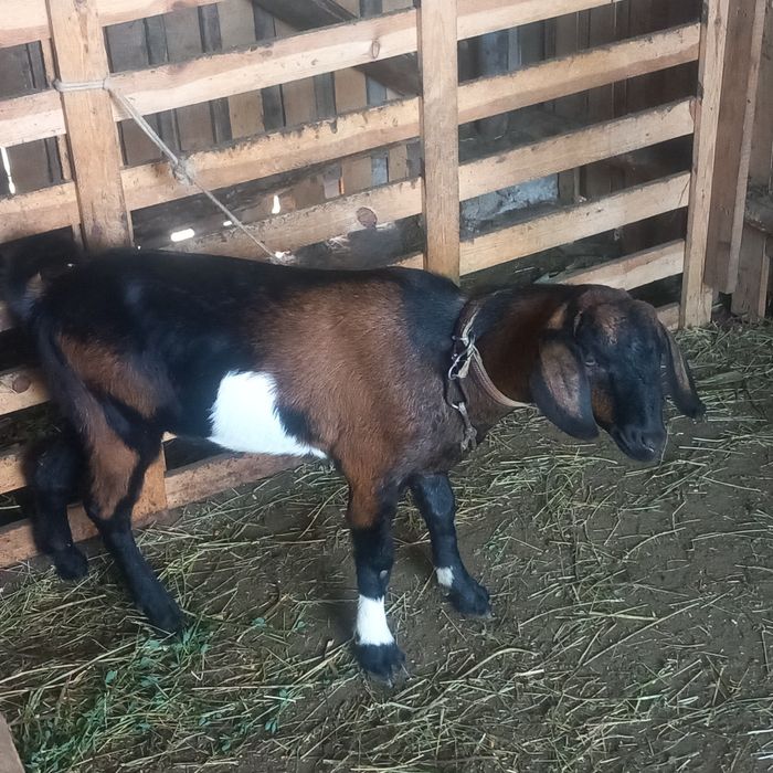 Vând un țapișor metis anglo-nubian !!!