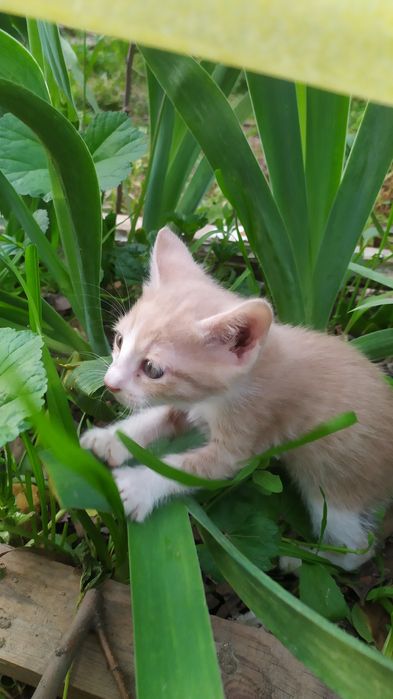 Котёнок, мальчик,1.5месяца, в Чирчике.