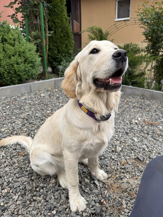Vand golde retriever rasa pura