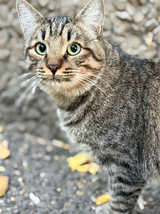 Нужен дом полосатому коту.