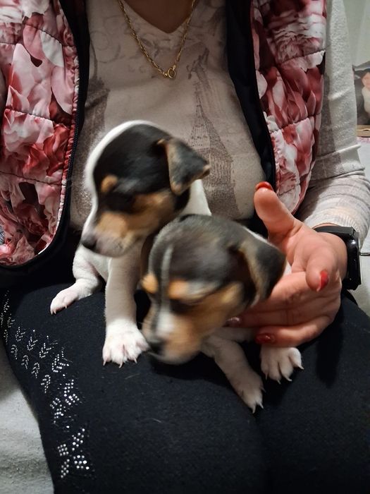 Джак ръсел гр Баня!