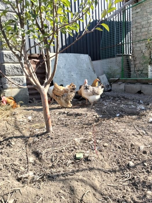Куры и Индаутки молодые