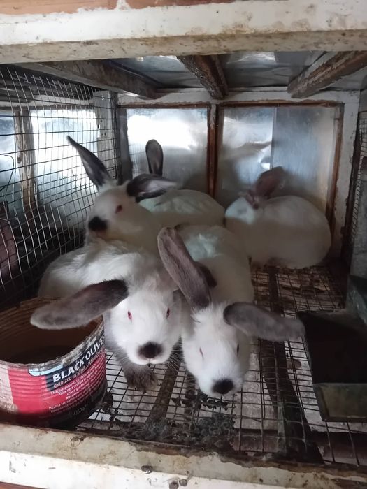 Kалифорнийски и новозеландски зайци - цика