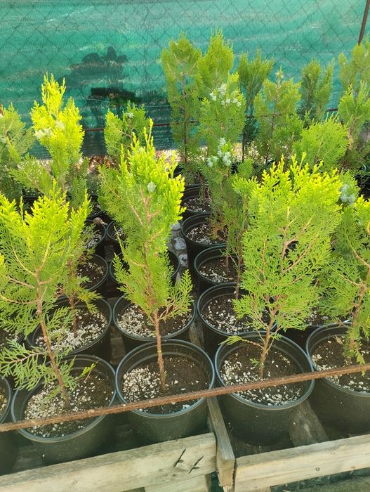 Туя Източна Зелена и Златиста