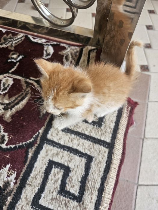 Кошка и котята даром