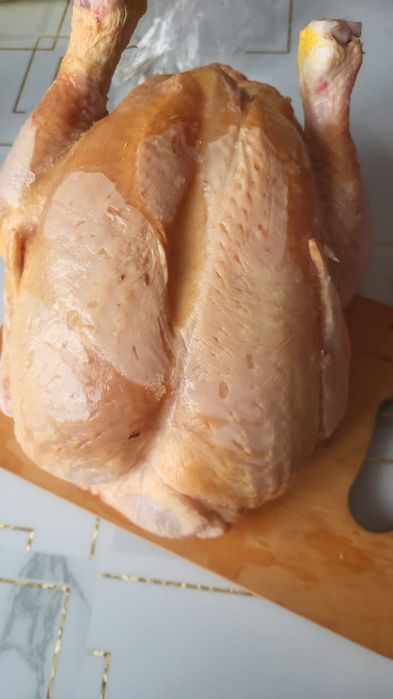 Куры домашние жирные