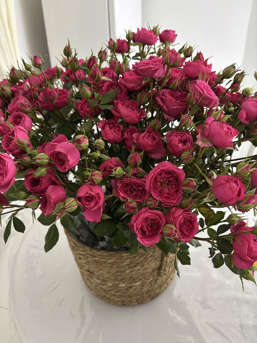 Цветы кустовые розы 17тыс