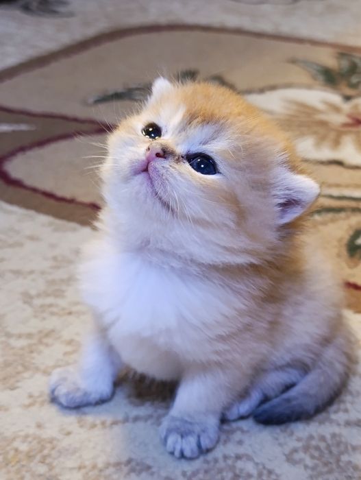 Продам котят Шиншиллят