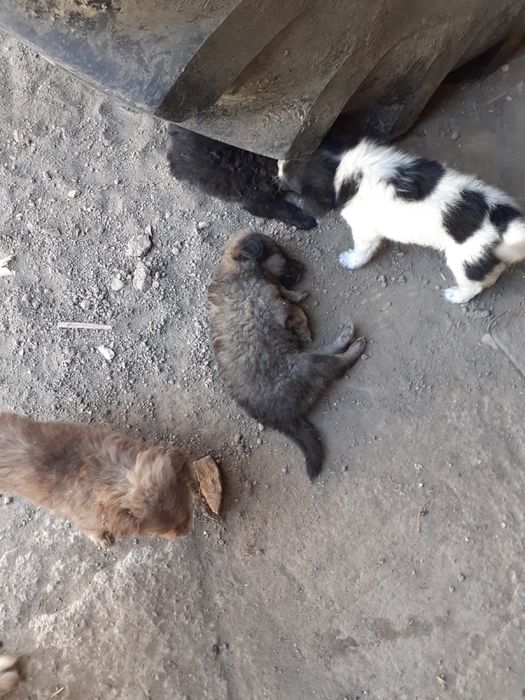 Donez catei maidanezi