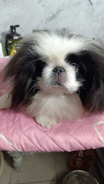 Пекинес ,мальчик