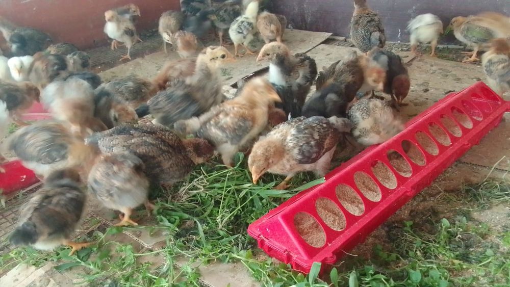 Продам домашних цыплят
