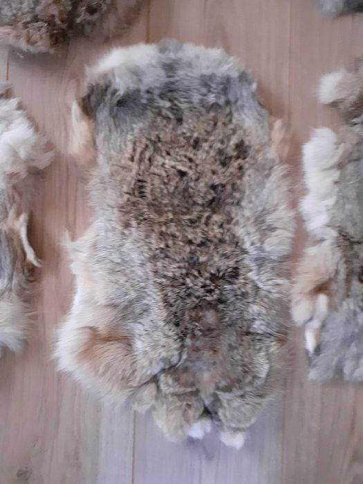 Piei/Blanuri argasite de iepure