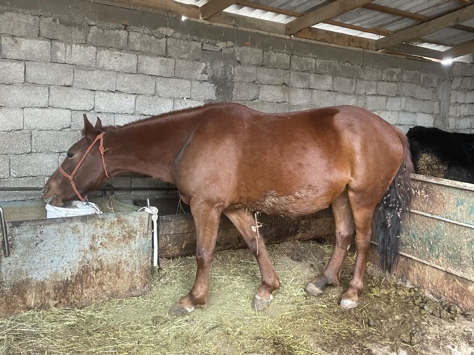 Бие сатылады бордақыда тур