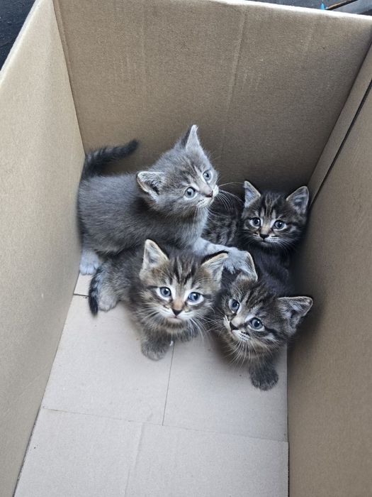 Отдам милейших котят