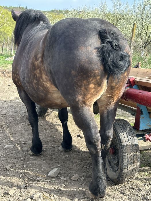 Iapa 6 ani gestanta foarte blanda si garantata de ham ‼️