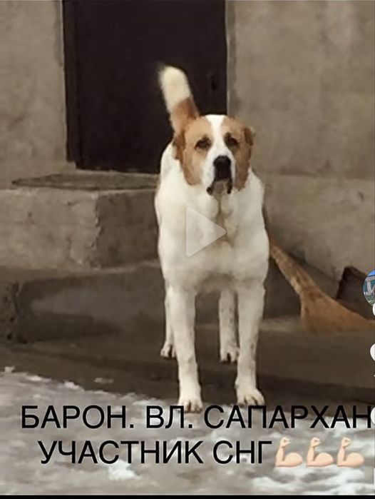 Күшік сатылады алабай