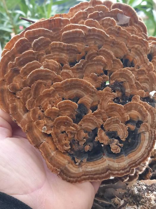 Ciuperci medicinale coada curcanului