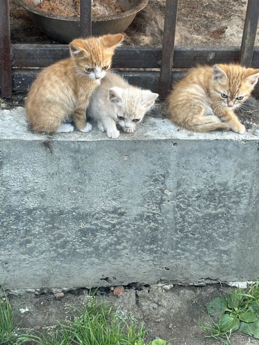 Отдам котят в добрые руки