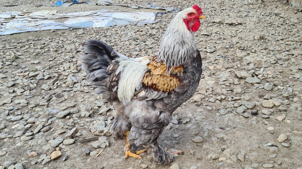 Cocoș tânăr brahma BSO