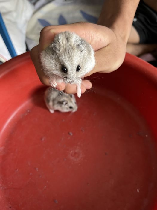 Хомяк 2 колга уйренген