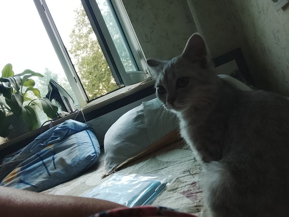 Продается кот умный породистый