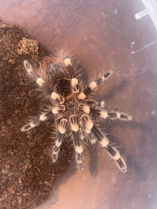 Паук птицеед. Acanthoscurria geniculata